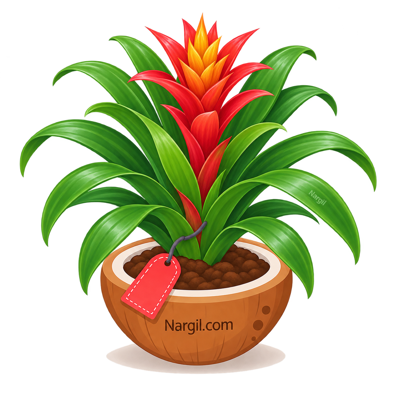 Nargil_Guzmania Denise
